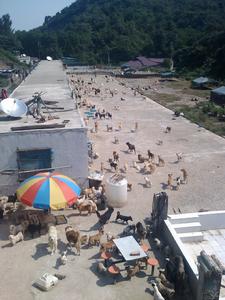 平安阿福流浪動物救助協會 平安阿福流浪動物救助協會