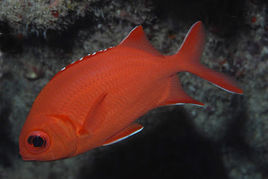 無斑鋸鱗魚 無斑鋸鱗魚