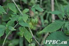 廣西地海椒 廣西地海椒