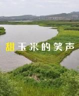 甜玉米的笑聲 甜玉米的笑聲