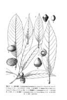 薄葉青岡 薄葉青岡