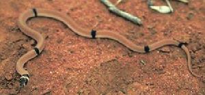 澳洲幽靈蛇