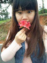 金井茶園的映山紅