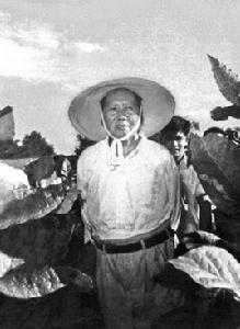 菸葉王國 菸葉王國