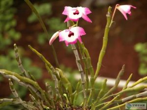 凹唇石仙桃 凹唇石仙桃