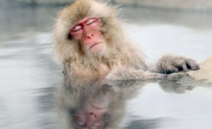 長野縣地獄谷的雪猴也不堪嚴寒，跳進溫泉取暖。