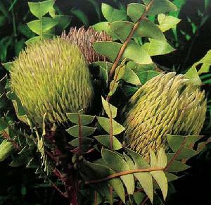 貝克斯特班克木