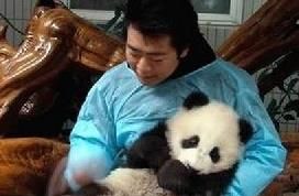 郎朗認養大熊貓