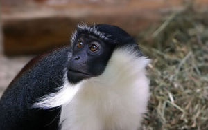 寬白眉長尾猴 寬白眉長尾猴