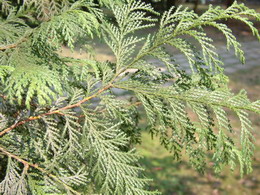 日本花柏 日本花柏