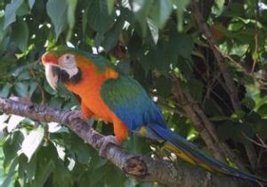 卡塔利那金剛鸚鵡 卡塔利那金剛鸚鵡