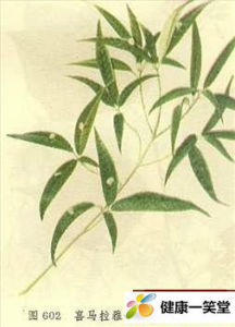 喜馬拉雅青莢葉 喜馬拉雅青莢葉