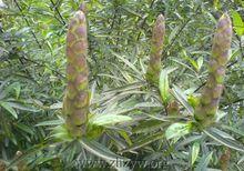 花葉假杜鵑細節