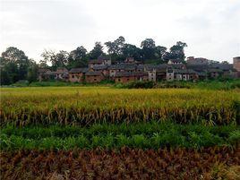 赤塘村[福建省泉州晉江市池店鎮下轄村]