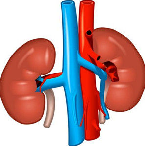 過敏性紫癜腎炎