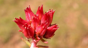 喜馬紅景天 喜馬紅景天