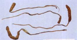 涼山蟲草[涼山蟲草]