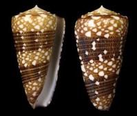 獸皮芋螺 獸皮芋螺