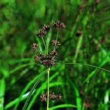 細葉刺子莞 細葉刺子莞