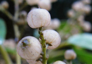 細梗杜莖山 細梗杜莖山