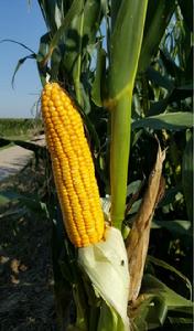 強盛369[國審玉2014012]