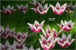 （圖）豪華鬱金香