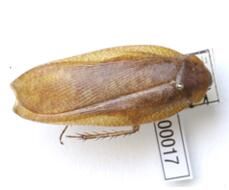 鉤口大光蠊 鉤口大光蠊