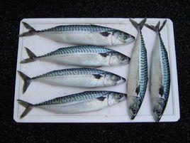 鯖魚[生物物種]