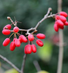 山茱萸[山茱萸科山茱萸屬植物]