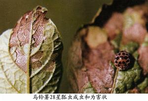 馬鈴薯二十八星瓢蟲 馬鈴薯二十八星瓢蟲