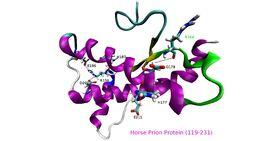 寡聚體蛋白質 寡聚體蛋白質