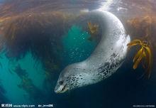 海洋哺乳動物[生物學分類]