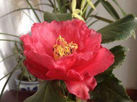 皺葉奇花 皺葉奇花