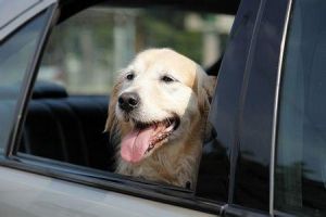 快樂狗狗 快樂狗狗