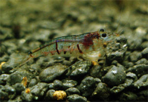 條紋米蝦 條紋米蝦