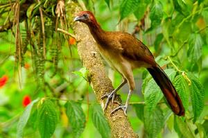 棕頭小冠雉 棕頭小冠雉