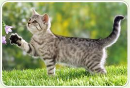 動物認知 動物認知