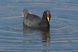 紅額骨頂 紅額骨頂