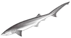 長吻六鰓鯊 長吻六鰓鯊