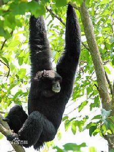 長臂猿[長臂猿科動物通稱]