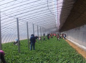 大連槐之鄉溫泉度假村有限公司