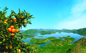 阿香柑桔 阿香柑桔