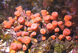 圓管星珊瑚