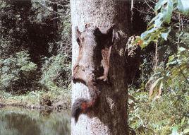 霜背大鼯鼠 霜背大鼯鼠