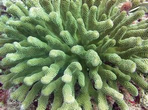 埃氏杯形珊瑚 埃氏杯形珊瑚