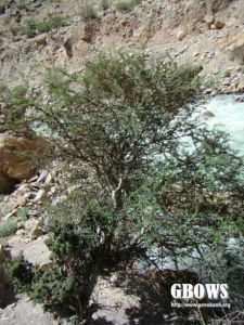 圓葉栒子 圓葉栒子