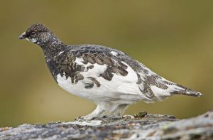 岩雷鳥阿圖島亞種