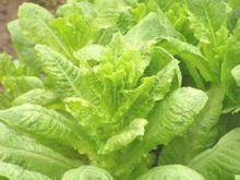 蔬菜湯減肥法：萵苣花椰菜湯