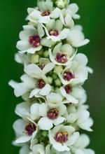 白色毛蕊花 白色毛蕊花