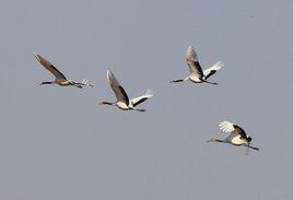 沿海灘涂珍禽國家級自然保護區